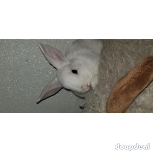 Mini lop/ lionhead baby rabbits! ...long island ny